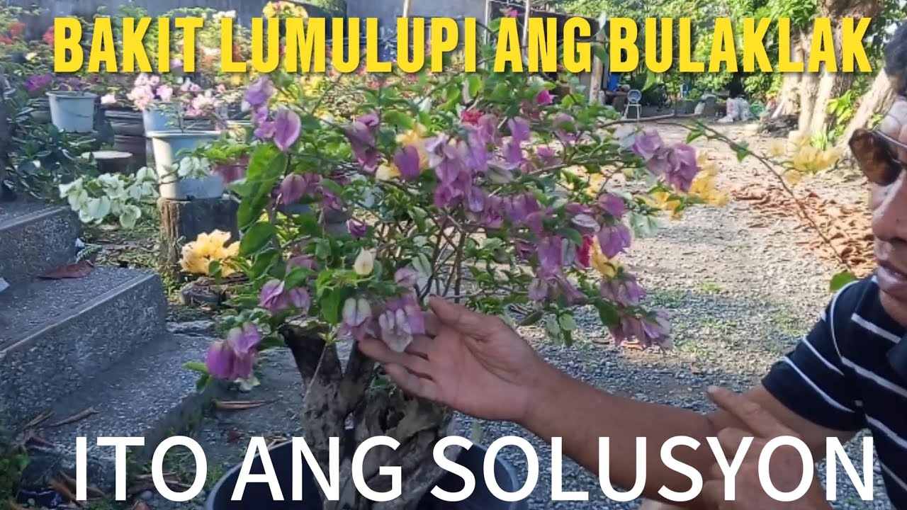BAKIT LUMULUPI ANG BULAKLAK NG BOUGAINVILLEA.ITO ANG SOLUSYON.