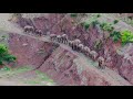 Elephants on a mission: Unique insight into adventurous herd in SW China