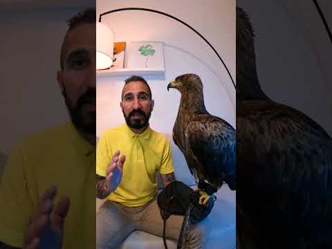 Video: Gyrfalcon è un uccello insolito e resistente