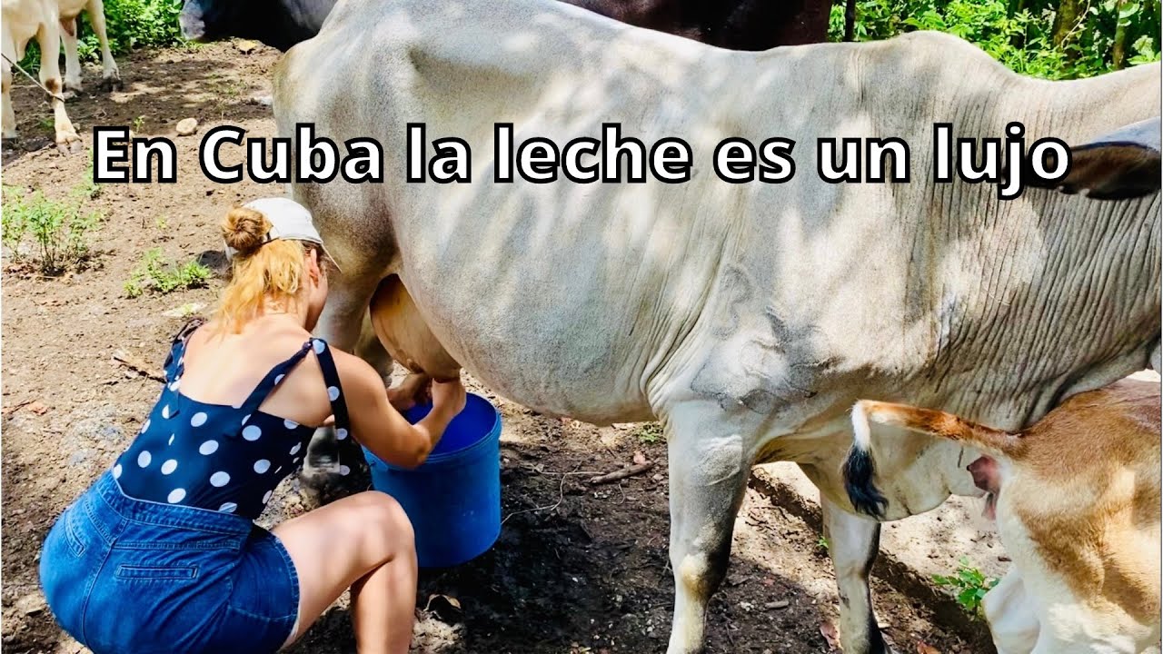 ASÍ SE VIVE EN LOS CAMPOS DE CUBA. 