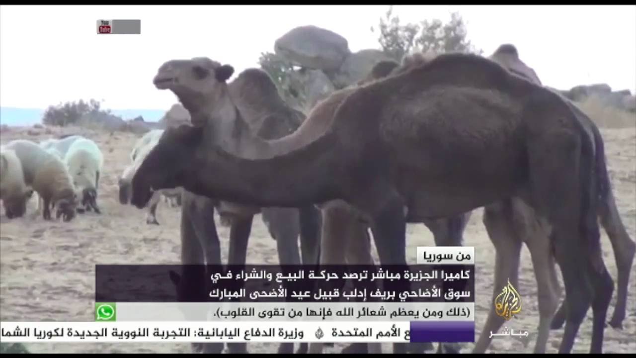 تأثير ارتفاع سعر الدولار وظروف الحرب على سوق الأضاحي بريف إدلب