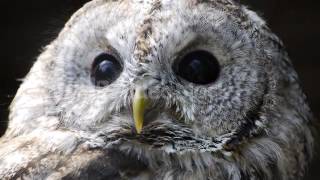 OWL ON DARK BACKGROUND SHARP AND CLEAR FOOTAGE VNSMRPH E screenshot 4