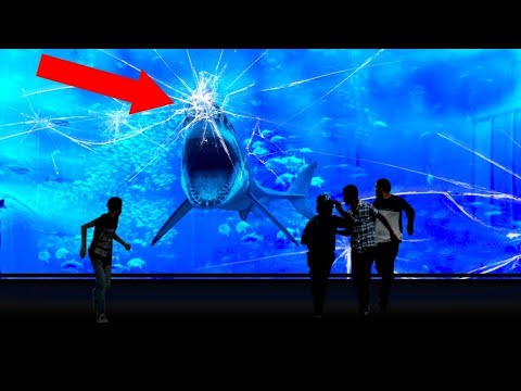 Why NO Aquarium In The World Has A Great White Shark!