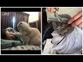 Gokil... Sampai Begini yang Dilakukan Kucing Ketika Main Tik Tok