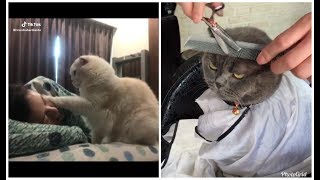 Gokil... Sampai Begini yang Dilakukan Kucing Ketika Main Tik Tok