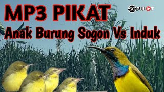 Request_an‼️,Anakan Burung Sogon Memanggil Indukan | Suara Pikat