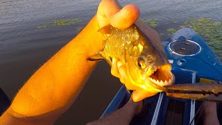 Good Ole Piranha Spot Big Serrasalmus Maculatus