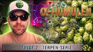 🍺 α-HUMULENE: Why this terpene can completely stop cannabis munchies! 🛑🌿💨