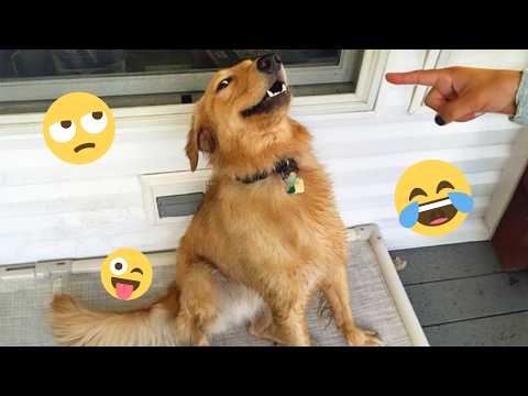 When Your Dog Turns Into a Comedian 😁 Funniest Dogs Video 2026 #16