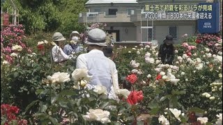 1,800 rose bushes of 200 varieties are in full bloom at Fuji