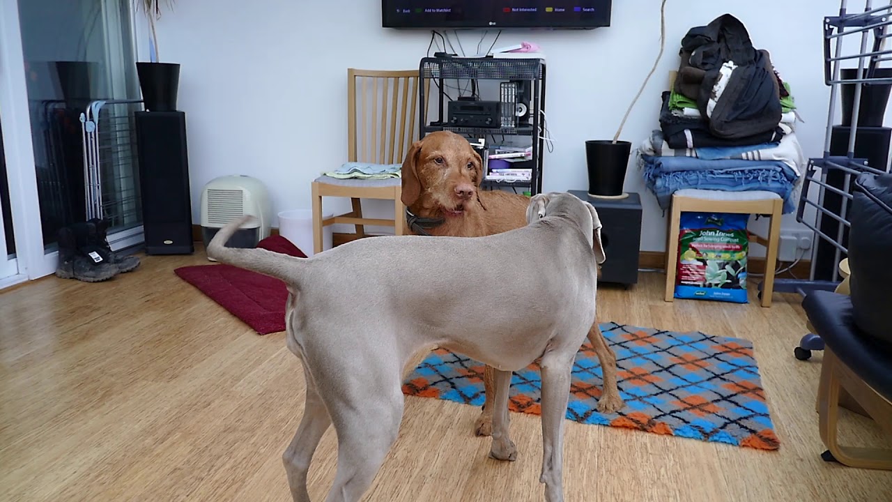 Weimaraner vs Vizsla play fight YouTube