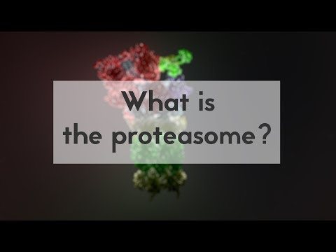 Video: Kas ir proteasoma bioloģijā?