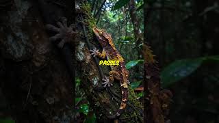 The Leaf-Tailed Gecko
