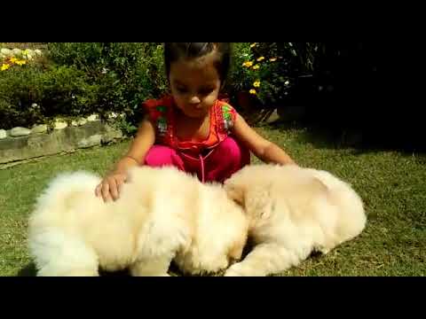 Chow Chow available for Sale - video from Only4Pets