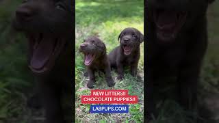 Yawning puppies (absolutely adorable!) #shorts #puppies #labradorretriever