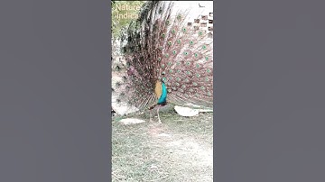 Thumbnail of Peacock showing his Feathers | Mor ka nach | Peacock dance