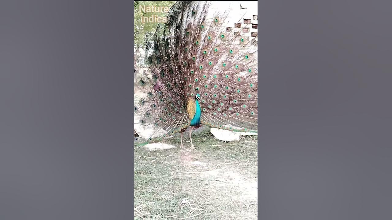 Peacock showing his Feathers | Mor ka nach | Peacock dance
