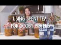 Kombucha Brewing Tip: Using Spent Tea for SCOBY Hotels