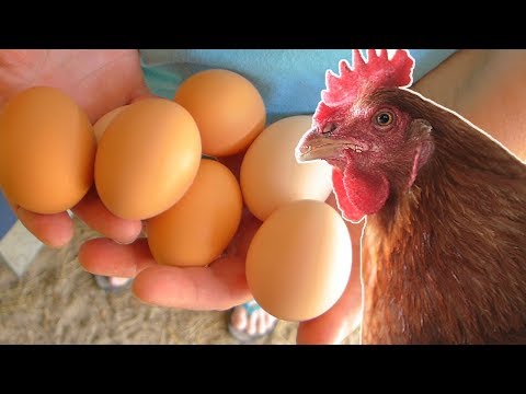 Vídeo: Aumento Da Produção De Ovos Em Galinhas No Inverno