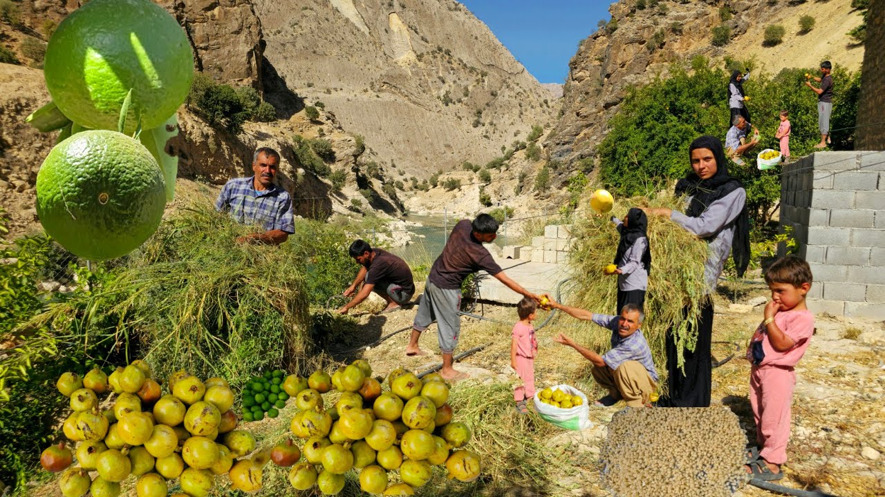 Nomadic life in the Khersan Valley🏞🌊 | The secret of picking natural pomegranate and lemon fruits🍇🫒