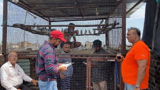 Special Guest At Our Pigeon Loft Of Ashish Gupta (Dr. J&K) Jammu