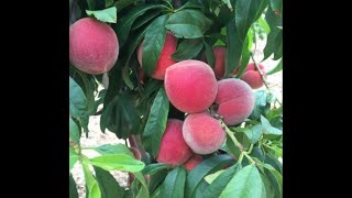 Why summer prune your deciduous fruit trees? Do this one thing now for more fruit! Summer Deciduous Tree Care