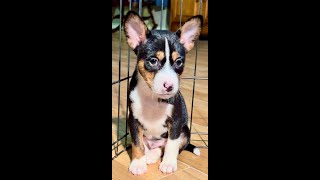 Omari, Trindle Basenji Male by Mwimbaji Basenji of Utah 134 views 3 months ago 4 minutes, 45 seconds