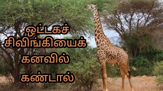 ஒட்டக சிவிங்கியைக் கனவில் கண்டால் | ottakasivinghiyai kanavil kandal|giraffe in dream|Anita's clips