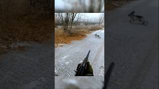 mostly close Road side rabbit perfect movement #hunting #rabbit#harehunting #hunthowdown#chase