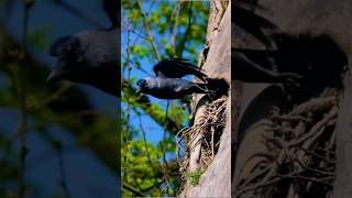 Indian crow nest on tree have you seen it before? #shortvideo #shorts # short #viral #trending