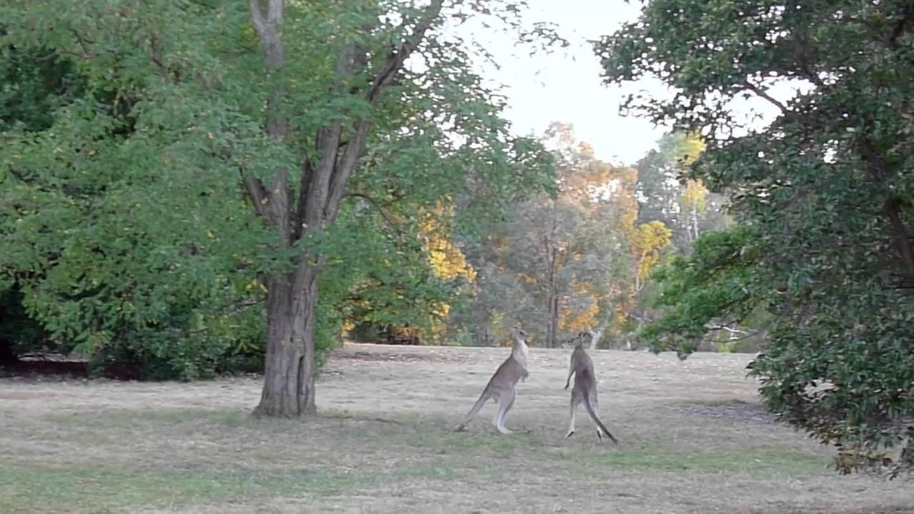 Kangaroo Punch On YouTube