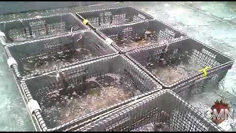 Quick Bites Hawaii: Abalone Sorting