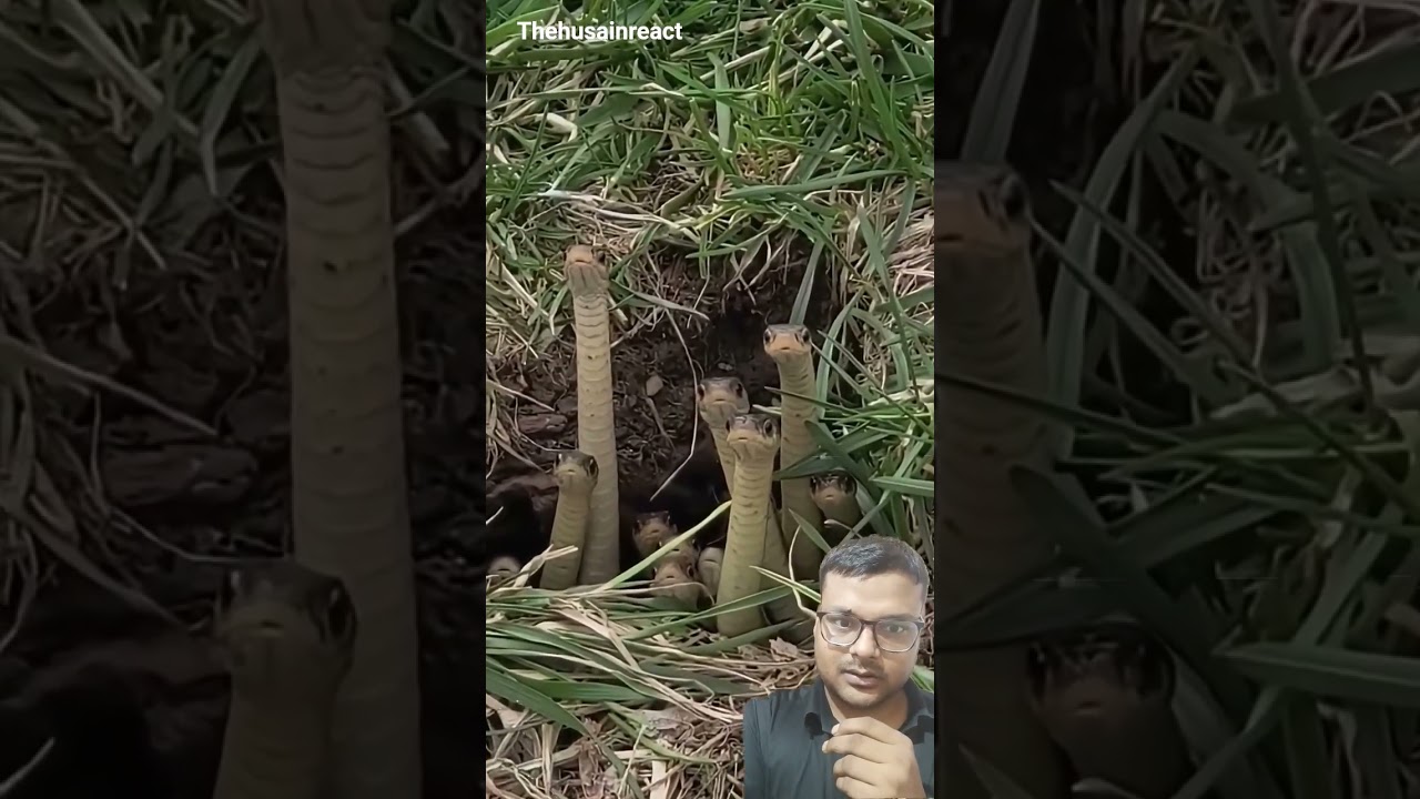 साँपोँ की खेती हो रही है यहाँ लगता तो ऐसा ही है || 