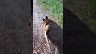 Собака митник #вівчарка #друзі #animals