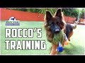 Nervous Aggression in German Shepherds: A Royvon Case Study Nervous Aggression in German Shepherds: A Royvon Case Study