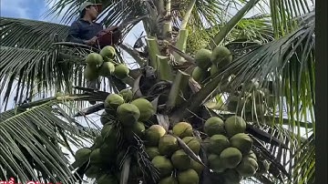 Thật tiếc E Trí bỏ cây Dừa xiêm trái sai trĩu quả