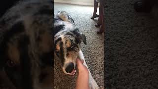 Brothers Dog Chewing On My Toenail Asmr