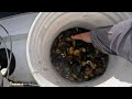 Fresh water clams ( catch and cook )