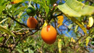 Tasmanian Bush Tomato - Kangaroo apple (Solanum laciniatum) ... 🇦🇺