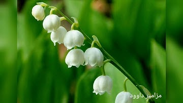 ما تيسر من سورة ق بصوت القارئ محمد إخميس ...... راحة نفسية ....صوت روعة