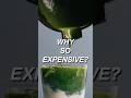 The Real Truth About Expensive Matcha #matcha #cafe #education