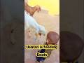 Usman and Goats | Baby is feeding goats |baby naughtiness #cutebaby #trendingshorts