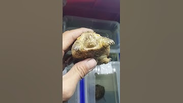 Video 7|| Rùa Common X Flo Mai vàng