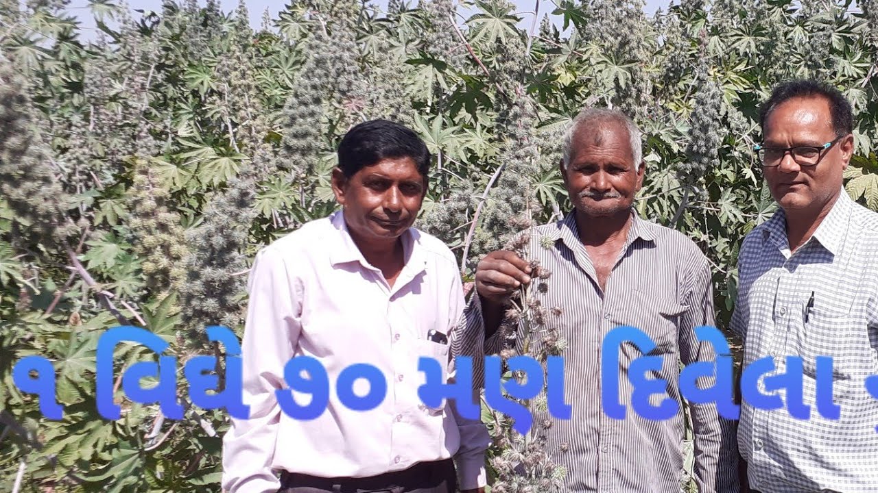 ૧ વિઘા જમીન માંથી ૭૦ મણ દિવેલા નું ઉત્પાદન  || production of castor 1400 kg in 1 bigha.