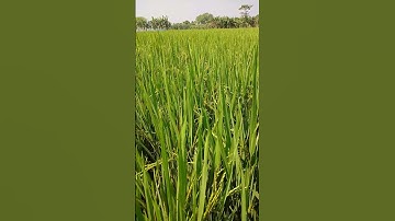 Thumbnail of Oryza  Sativa ..