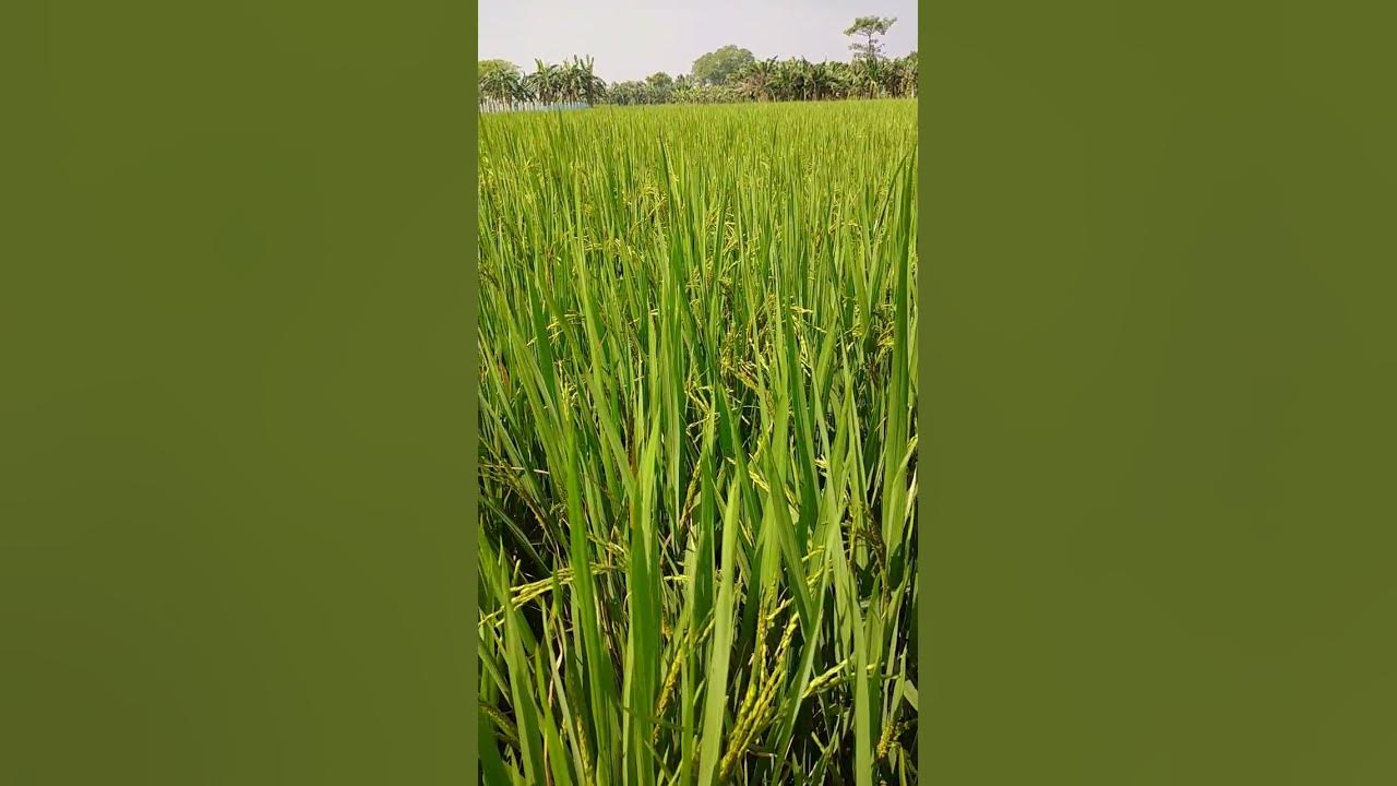 Oryza  Sativa ..
