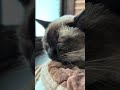 ゆっくり上下に揺れるシャム猫 - nodding cat's head slowly - #cat #shorts
