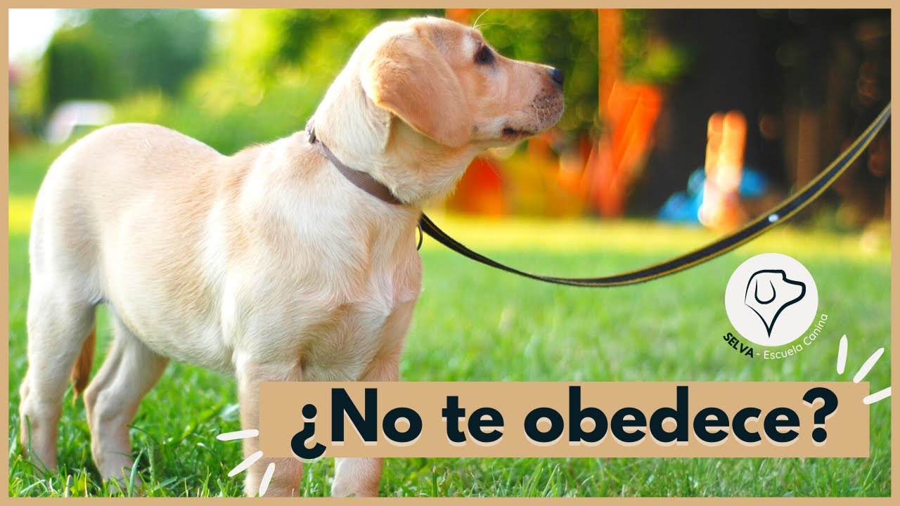Cómo HACER que tu perro te OBEDEZCA en minutos 🤔 - YouTube