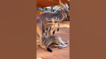 هذا خلق|سورة لقمان~الايه 11~القارئ إسلام_صبحي قراءة هادئ بصوت جميل #