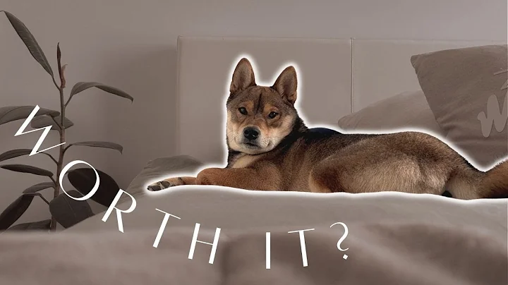 LIFE WITH A SHIBA INU: what's it like? 🤷‍♀️ the truth from a first-time dog owner